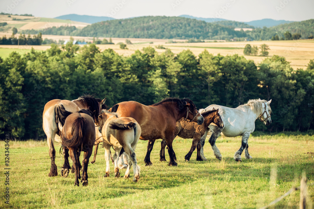 Horses in Poland