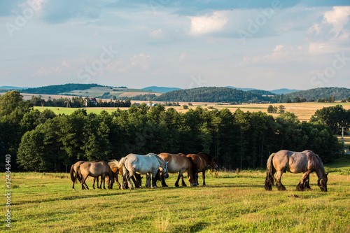 Horses in Poland