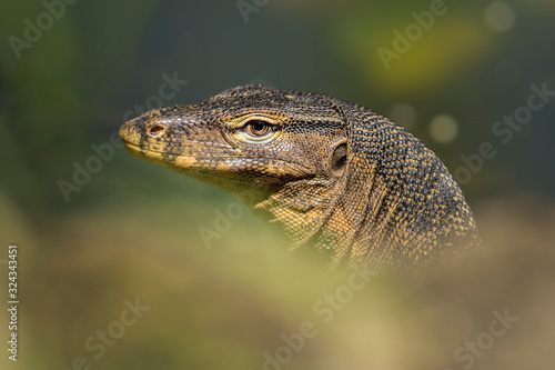 Asian water monitor - Varanus salvator also common water monitor 