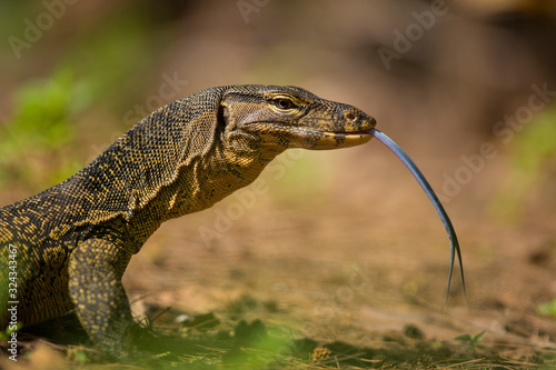 Asian water monitor - Varanus salvator also common water monitor,