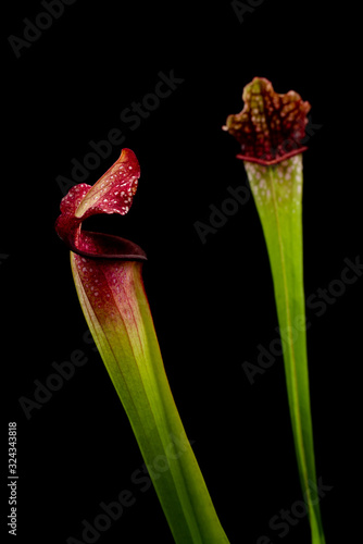 carnivorous plants on black background