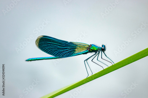 The banded demoiselle (Calopteryx splendens) is a species of damselfly belonging to the family Calopterygidae. © ihorhvozdetskiy