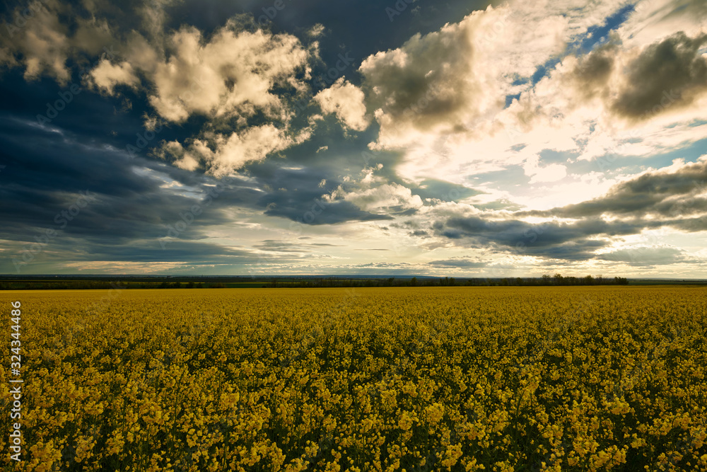 beauty sunset over yellow flowers rapeseed field, summer landscape, dark cloudy sky and sunlight