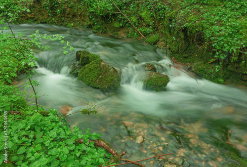 In the undergrowth of the Bugey forests