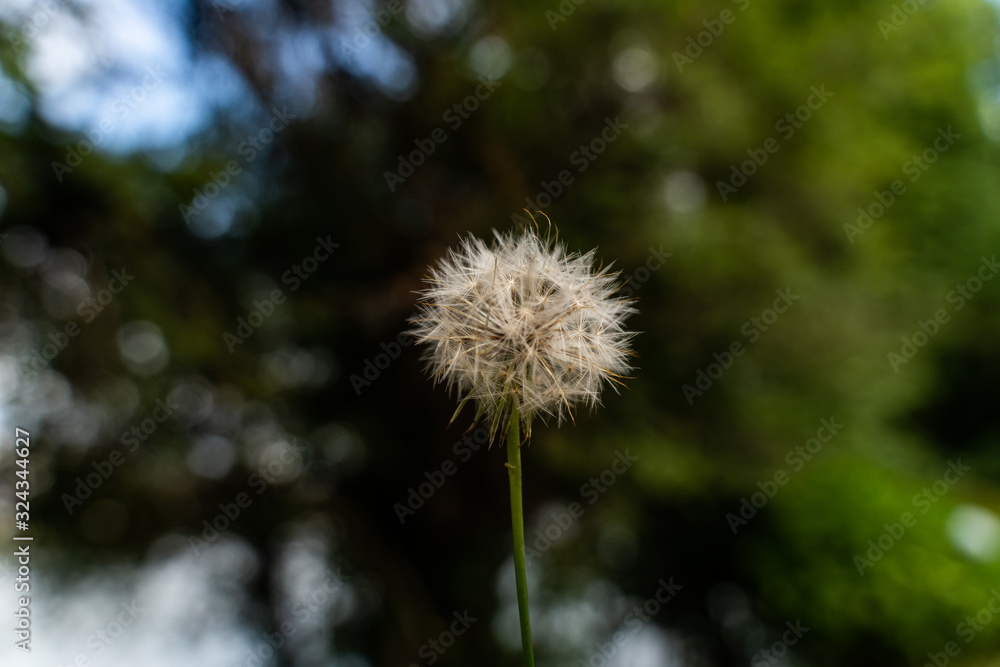 Naklejka premium dandelion on green background