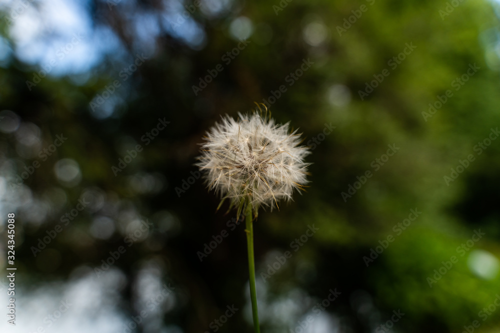 Naklejka premium dandelion on green background