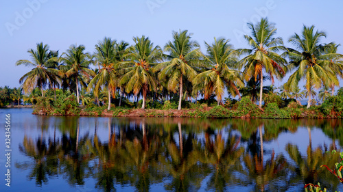 view on the lush coconut palm trees near to a backwater lake on a backgroung of blue clear sky.beautiful tropical place natural landscape background  kerala india