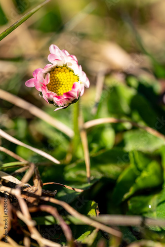 Wallpaper Mural gänseblümlei.lila. Torontodigital.ca
