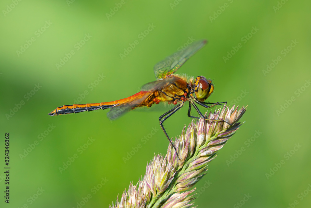 The four-spotted chaser (Libellula quadrimaculata), known in North America as the four-spotted skimmer, is a dragonfly of the family Libellulidae The four-spotted chaser (Libellula quadrimaculata), known in North America as the four-spotted skimmer, is a dragonfly of the family Libellulidae