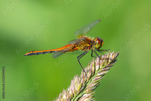 The four-spotted chaser (Libellula quadrimaculata), known in North America as the four-spotted skimmer, is a dragonfly of the family Libellulidae  © ihorhvozdetskiy
