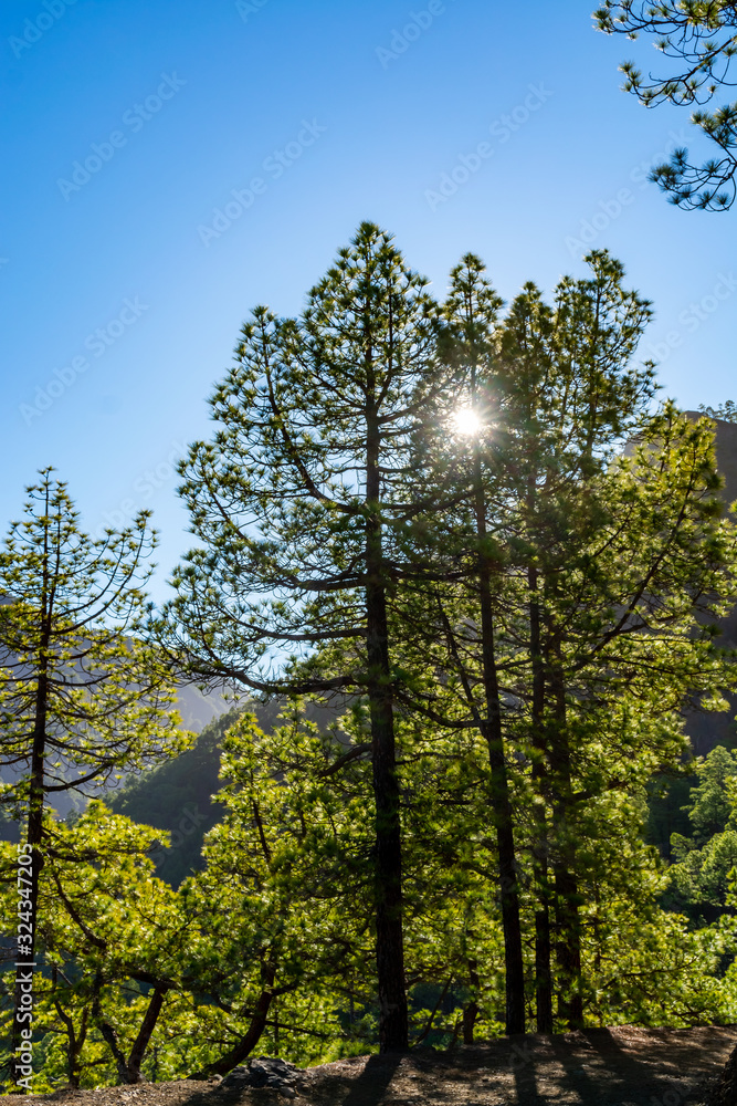 Obraz premium Scenic view on Caldera de Taburiente with green pine forest, ravines and rocky mountains near viewpoint Cumbrecita, La Palma, Canary islands, Spain
