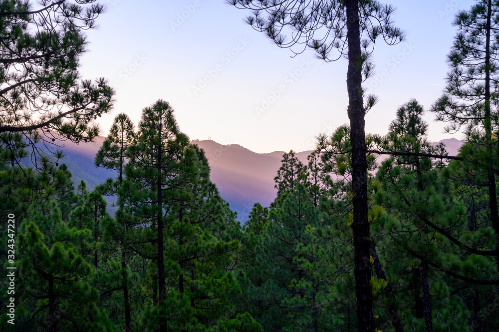Scenic view on Caldera de Taburiente with green pine forest, ravines and rocky mountains near viewpoint Cumbrecita, La Palma, Canary islands, Spain