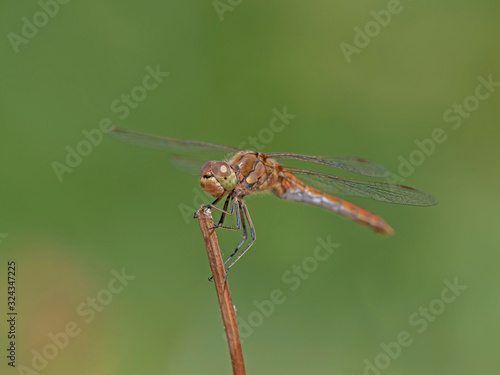 The four-spotted chaser (Libellula quadrimaculata), known in North America as the four-spotted skimmer, is a dragonfly of the family Libellulidae  © ihorhvozdetskiy