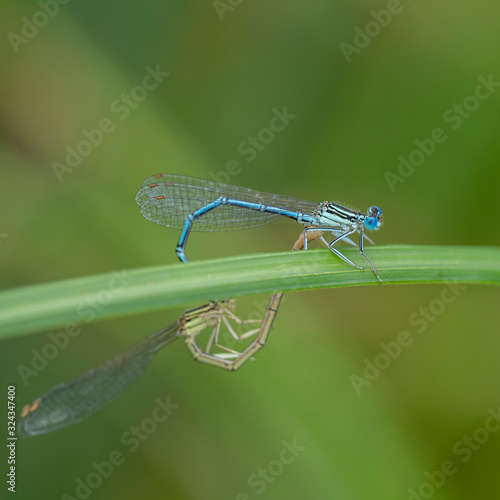 The white-legged damselfly or blue featherleg (Platycnemis pennipes) is a damselfly family Platycnemididae.