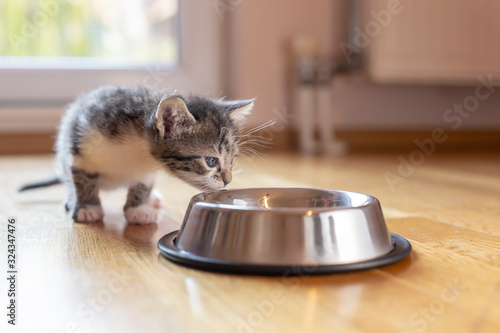 Kitten licking milk from a bowl