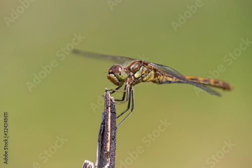 The vagrant darter (Sympetrum vulgatum) is a European dragonfly.  photo