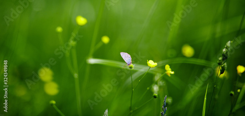 Fresh green grass, meadow buttercup and butterfly on flower in summer morning in rays of sunlight in nature, landscape, copy space