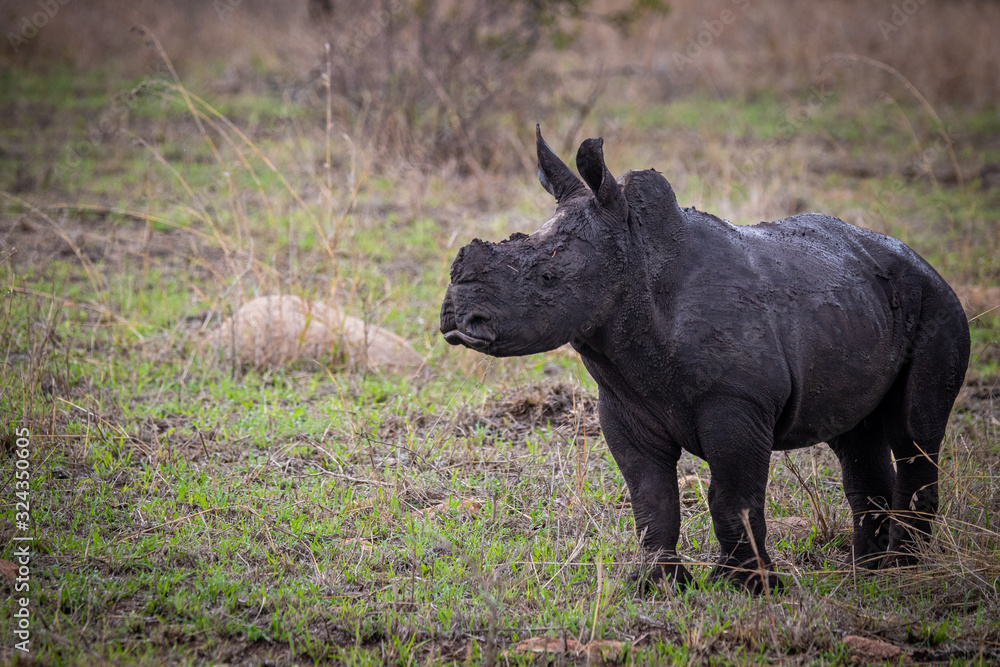 A white rhino calf, Ceratotherium simum, stands on green grass, covered in dark mud, looking out of frame
,Londolozi Game Reserve A white rhino calf, Ceratotherium simum, stands on green grass, covered in dark mud, looking out of frame
,Londolozi Game Reserve