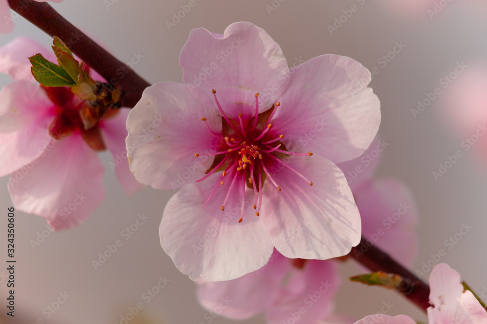 Obraz premium Mandelblüte