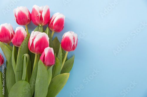 Pink tulips on blue background. Flat lay, top view. Copy space.
