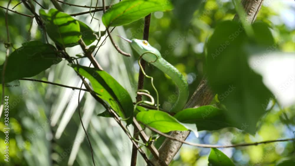 Green vine snake on a tree Green vine snake on a tree