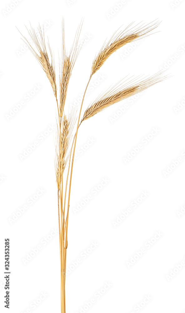 Spikelet of rye isolated on a white background Spikelet of rye isolated on a white background