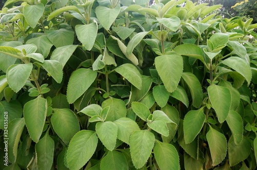 Boldus tree with many leaves