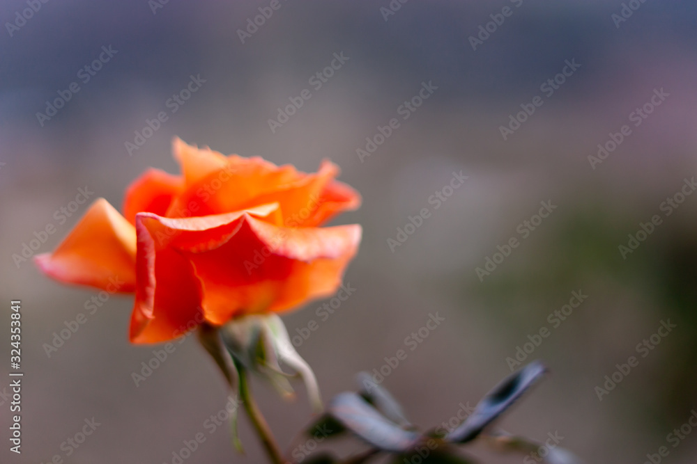 Orange rose on blurred background. Orange rose on blurred background.