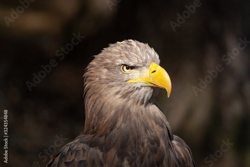 Canvas Print A sharp eagerness gaze with contrast to a dark brown background