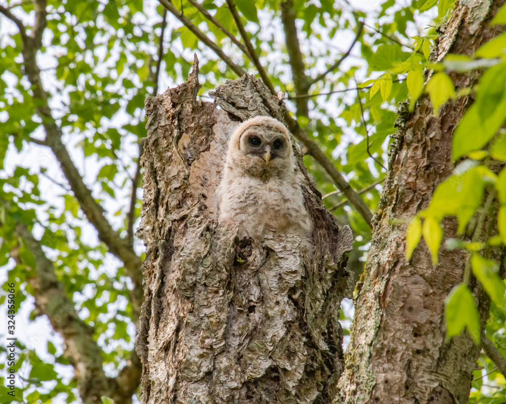Barred Owlet at nesting site in Roswell Georgia. Barred Owlet at nesting site in Roswell Georgia.