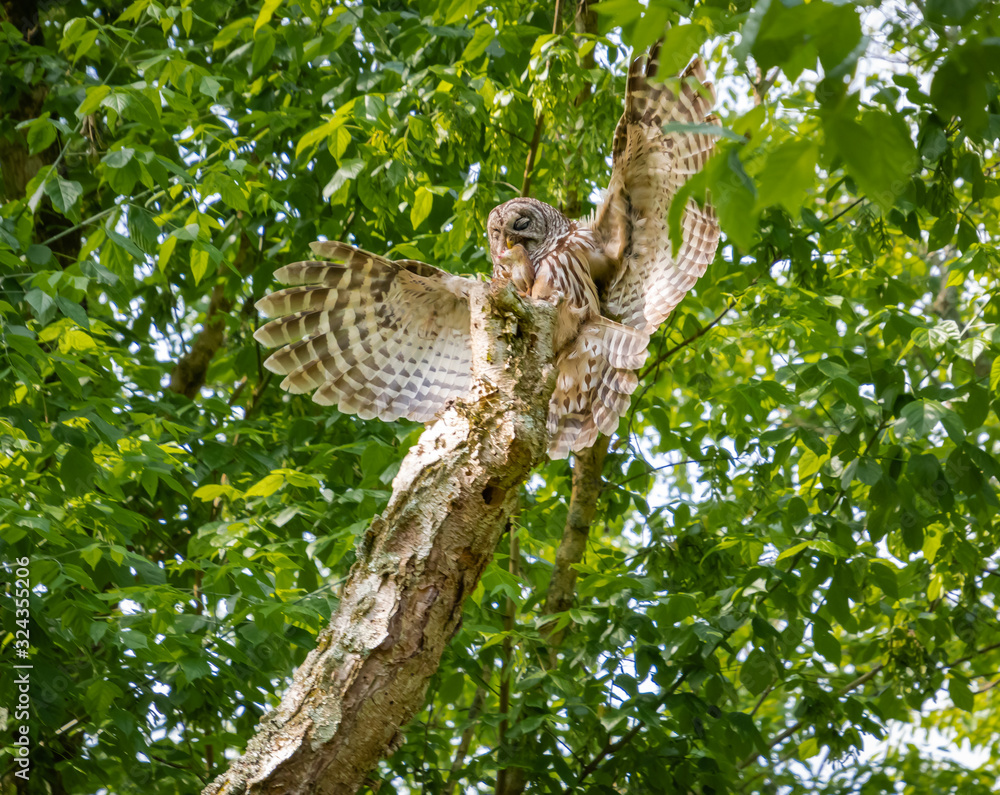 Mother Barred Owl at Nesting Site in Wildlife Reserve in Roswell Georgia.