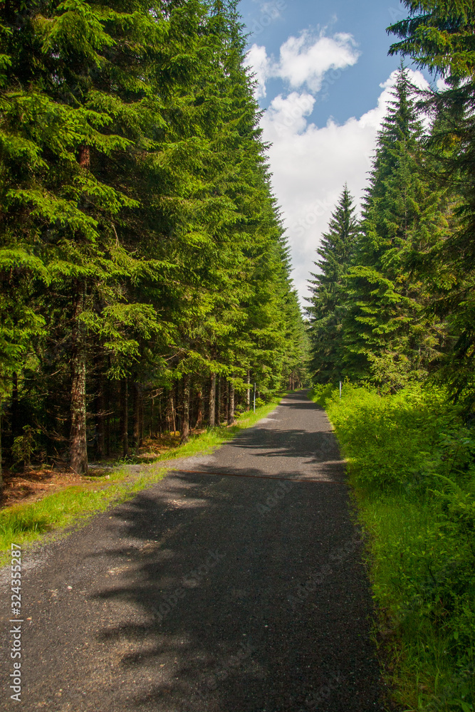 Straight asphalt forest road lined with mature green spruces on a bright sunny day