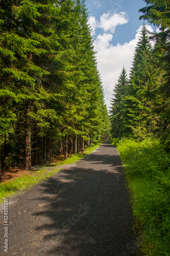 Straight asphalt forest road lined with mature green spruces on a bright sunny day © Martin