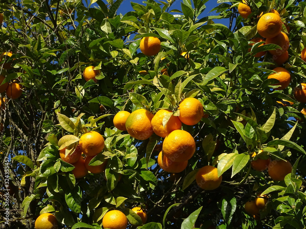 NARANJAS MADURAS EN EL ÁRBOL