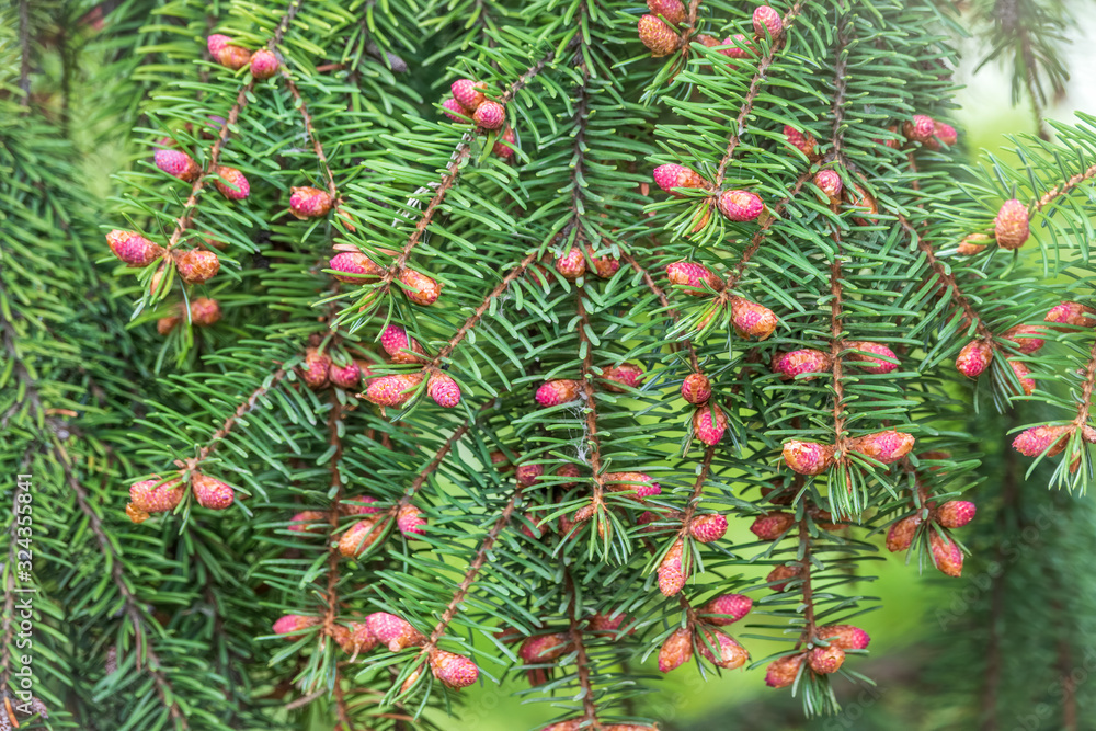 Green spruce branches in spring with new fresh cones.