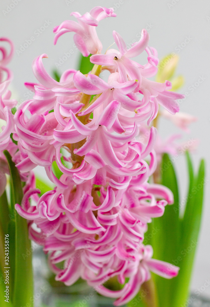 Fototapeta premium Rosa Blüte pink einer Hyacinthe