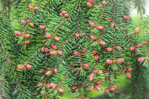 Green spruce branches in spring with new fresh cones.