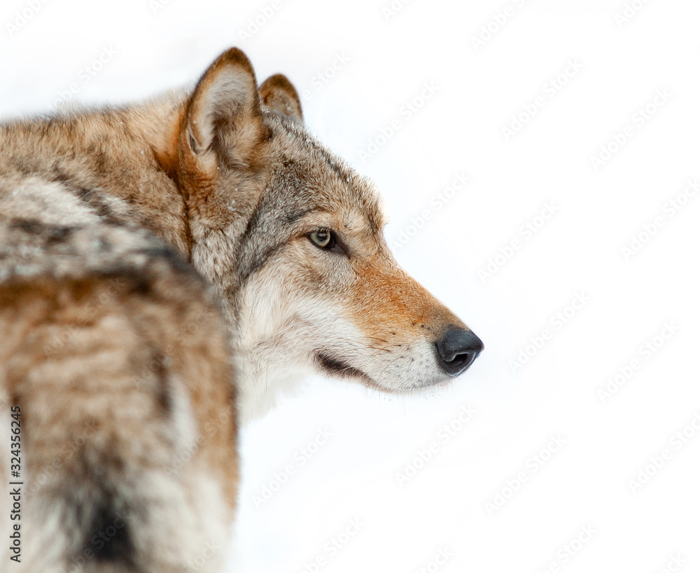 Wolf portrait closeup isolated