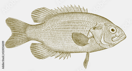 Rock bass, ambloplites rupestris, a freshwater fish fom north america in side view