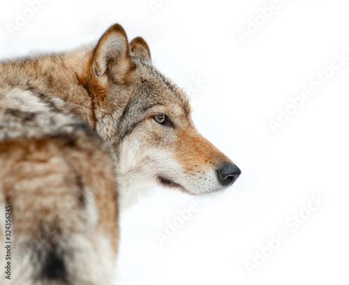 Obraz na płótnie Wolf portrait closeup isolated w salonie