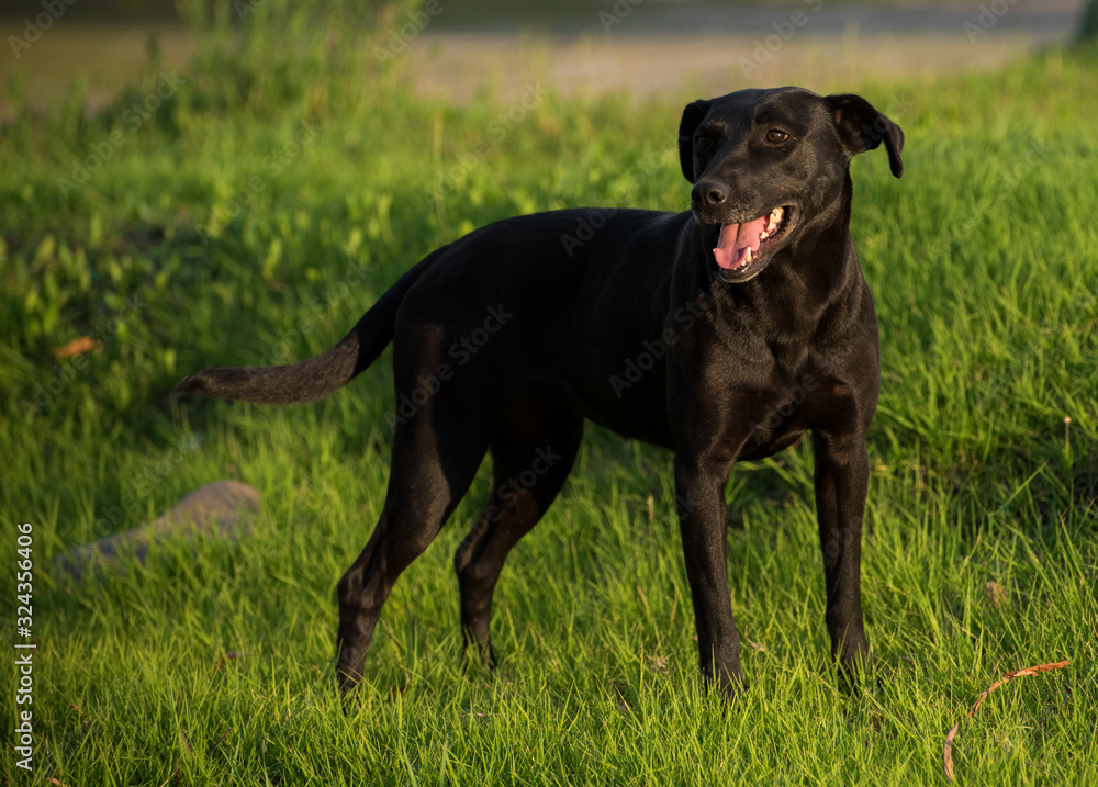 Friendly black dog on the grass Friendly black dog on the grass