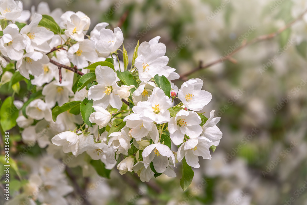 White blossoming apple trees.