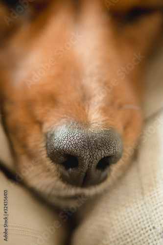 close up of dogs nose 