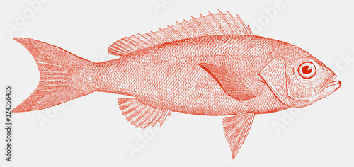 Vermilion snapper rhomboplites aurorubens, threatened marine fish from the Atlantic Ocean