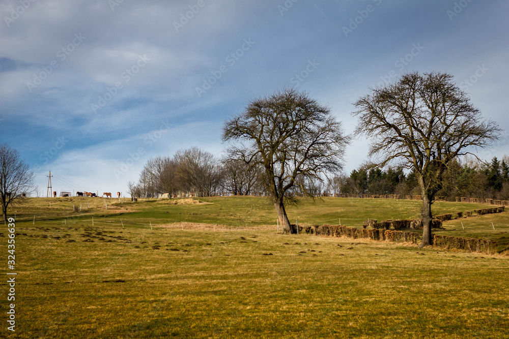 Obraz premium Wiese mit Bäumen und einer Weide mit Pferden