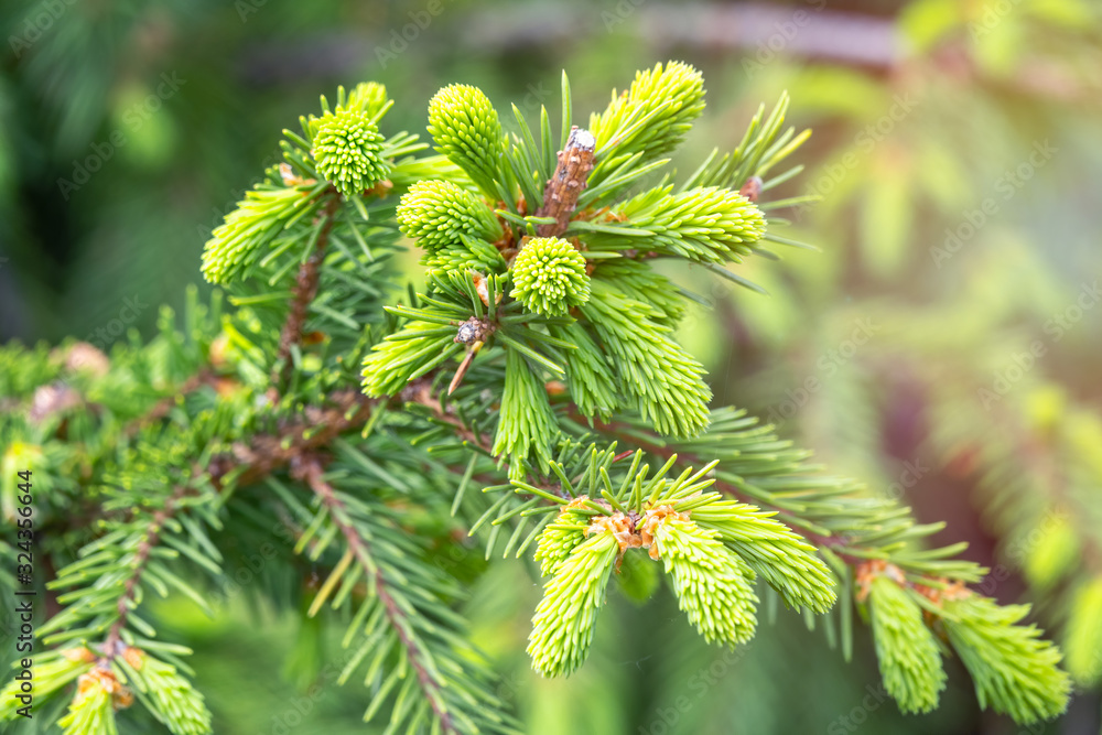Fototapeta premium Fir branches with fresh shoots in spring.