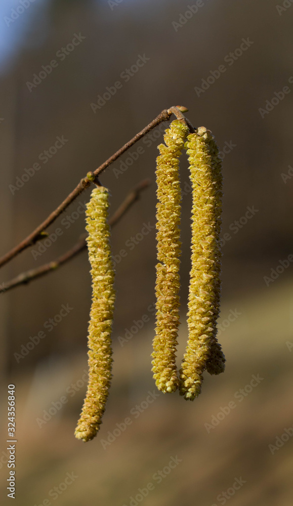 Fototapeta premium Corylus avellana Kätchen drei