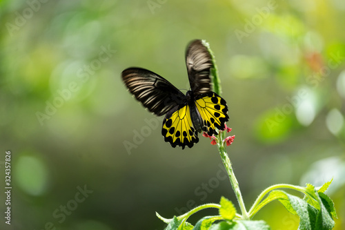 Malay birdwing (Troides amphrysus). Gesehen im  Kinabalu Park, Sabah, Borneo photo