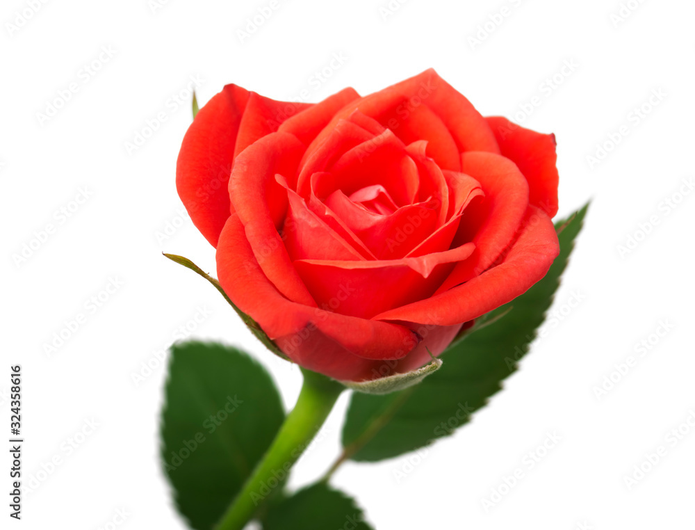 single red rose, isolated on white background single red rose, isolated on white background