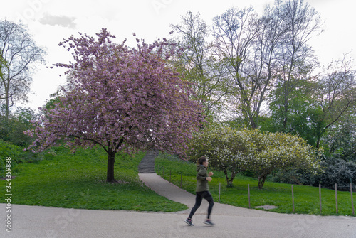 Paris, France - 04 13 2019: Park Buttes-Chaumont. Cherry blossoms